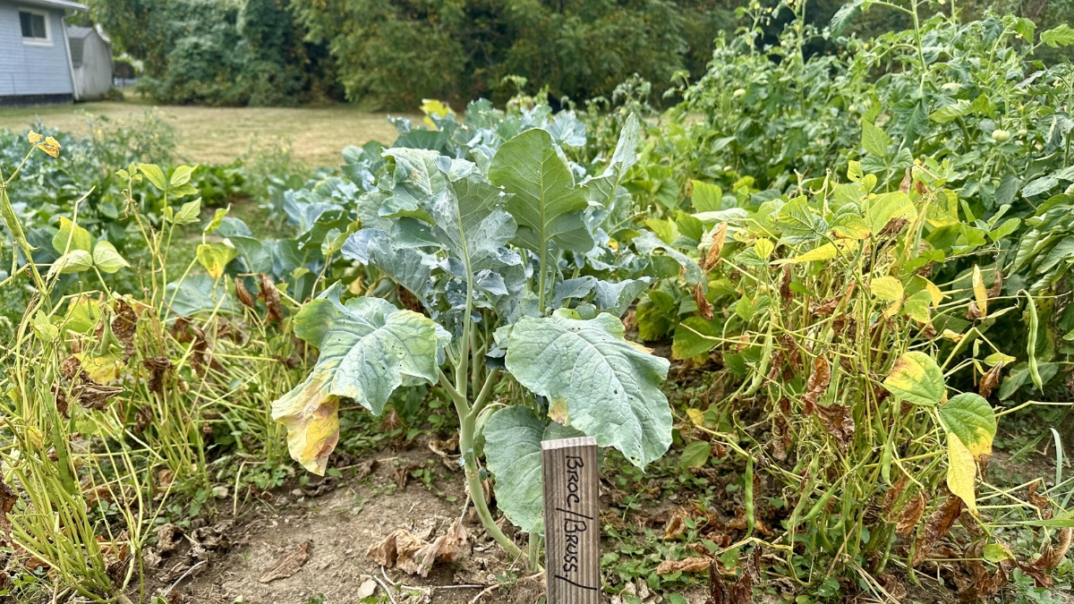 A close-up of vegetable plants growing in Miss Mary's Community Garden in Woodlawn, Hamilton County, Ohio.